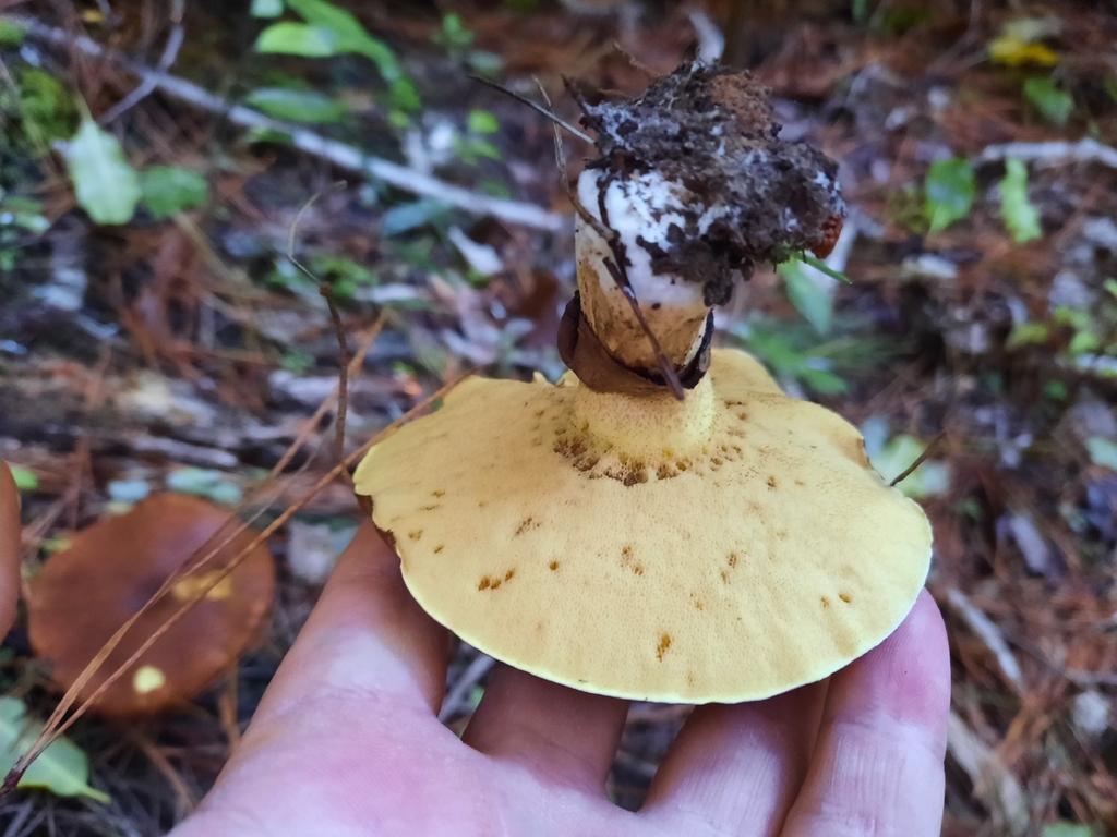 Suillus luteus · March 2026 · photo: © maxxrandomnumbers (iNaturalist, cc0)