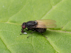 Minettia longipennis