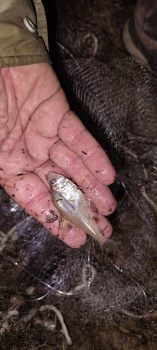 Roeboides affinis — Characidae