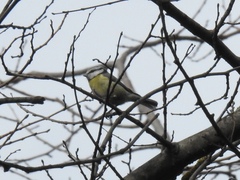 Cyanistes caeruleus