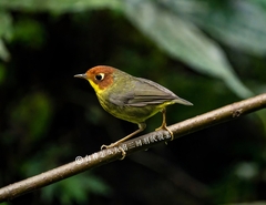 Chestnut-Headed Tesia photo 4