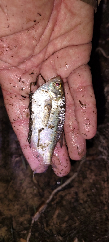 Triportheus nematurus