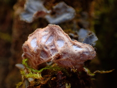 Lobaria hallii
