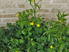 Ranunculus hispidus nitidus