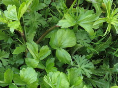 Ranunculus hispidus nitidus
