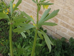 Ranunculus hispidus nitidus