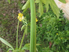 Ranunculus hispidus nitidus