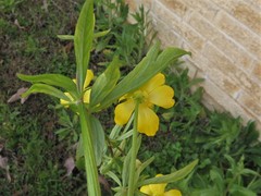 Ranunculus hispidus nitidus