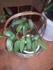 Begonia × albopicta