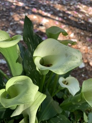 Zantedeschia