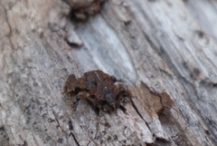 Eupsophus emiliopugini