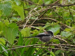 Aegithalos caudatus