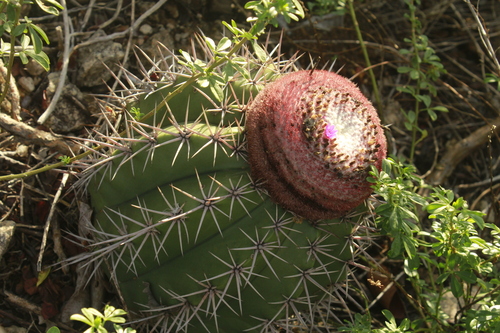 Melocactus bahiensis
