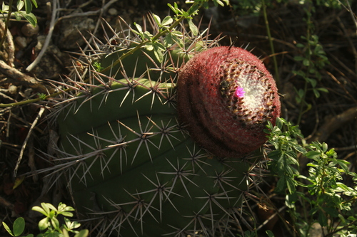 Melocactus bahiensis