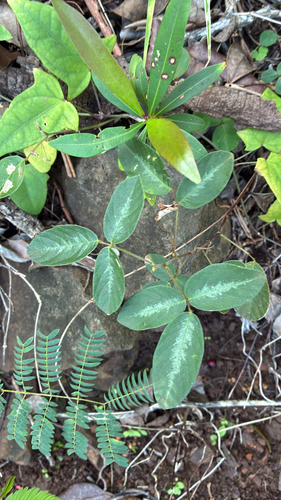 Desmodium incanum observed 2026-03-15