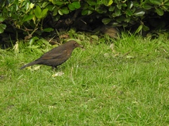 Turdus merula