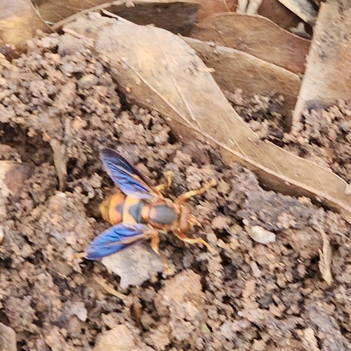 Orange Spur Fly photo 2