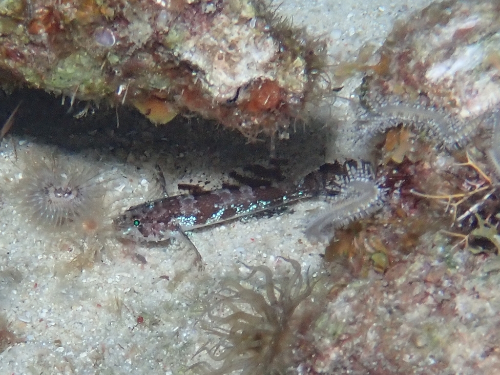 Hasselt's flap-headed goby (Callogobius hasseltii) — Gobiidae