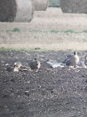 Anser albifrons flavirostris