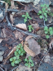 Moehringia trinervia