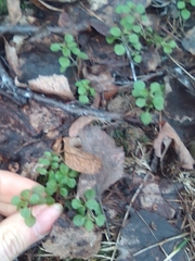 Moehringia trinervia