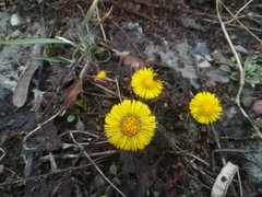 Tussilago farfara