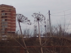 Heracleum sosnowskyi
