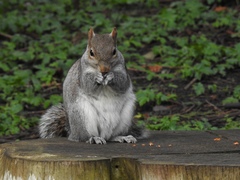Sciurus carolinensis