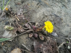 Tussilago farfara