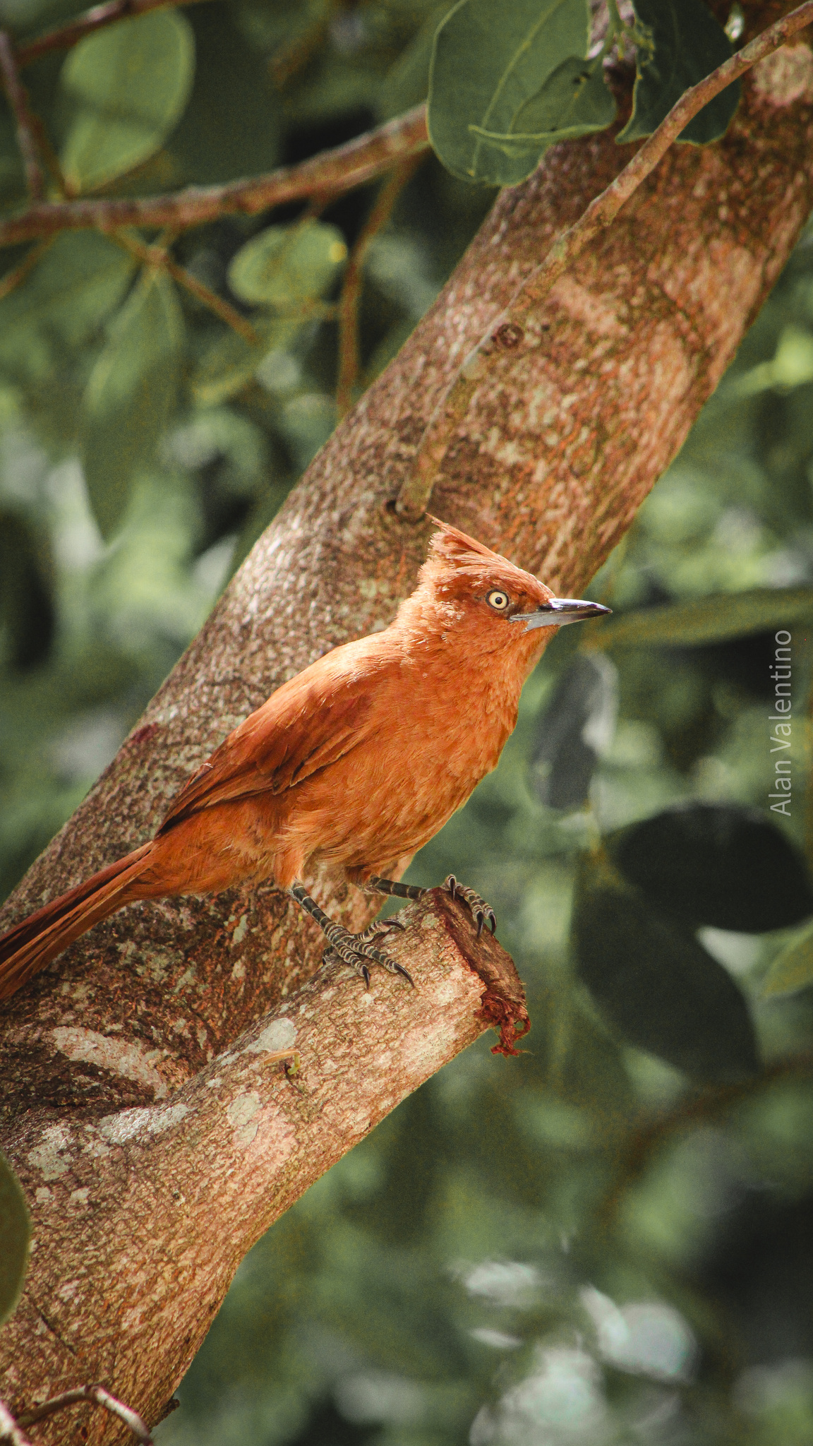 Caatinga Cacholote (Pseudoseisura cristata), photo 5