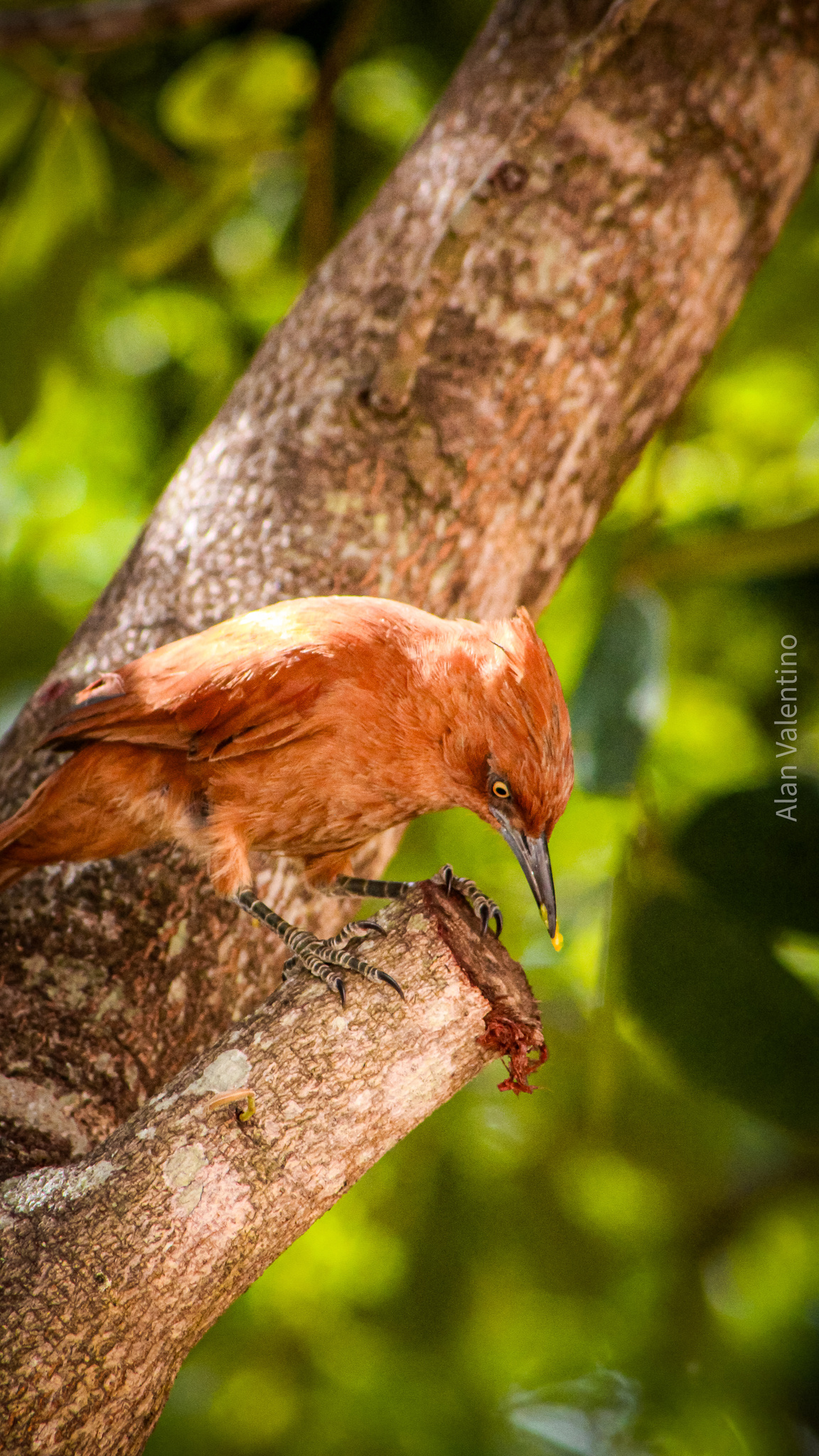 Caatinga Cacholote (Pseudoseisura cristata), photo 6