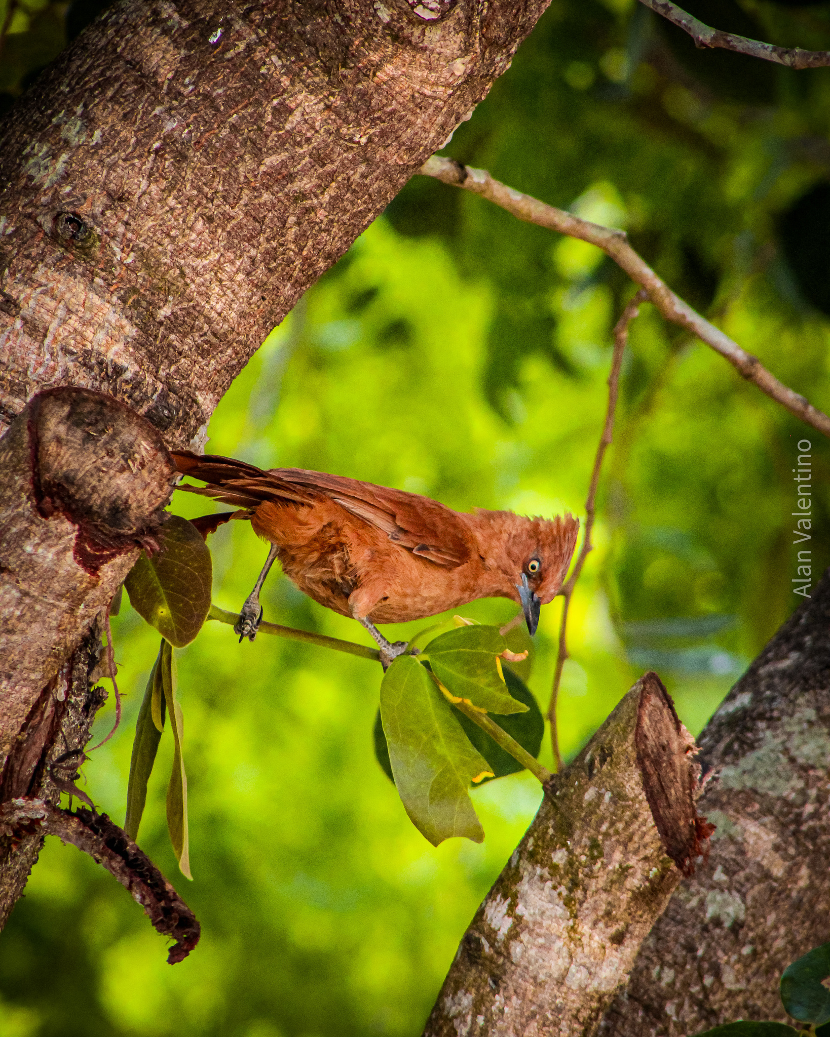 Caatinga Cacholote (Pseudoseisura cristata), photo 7
