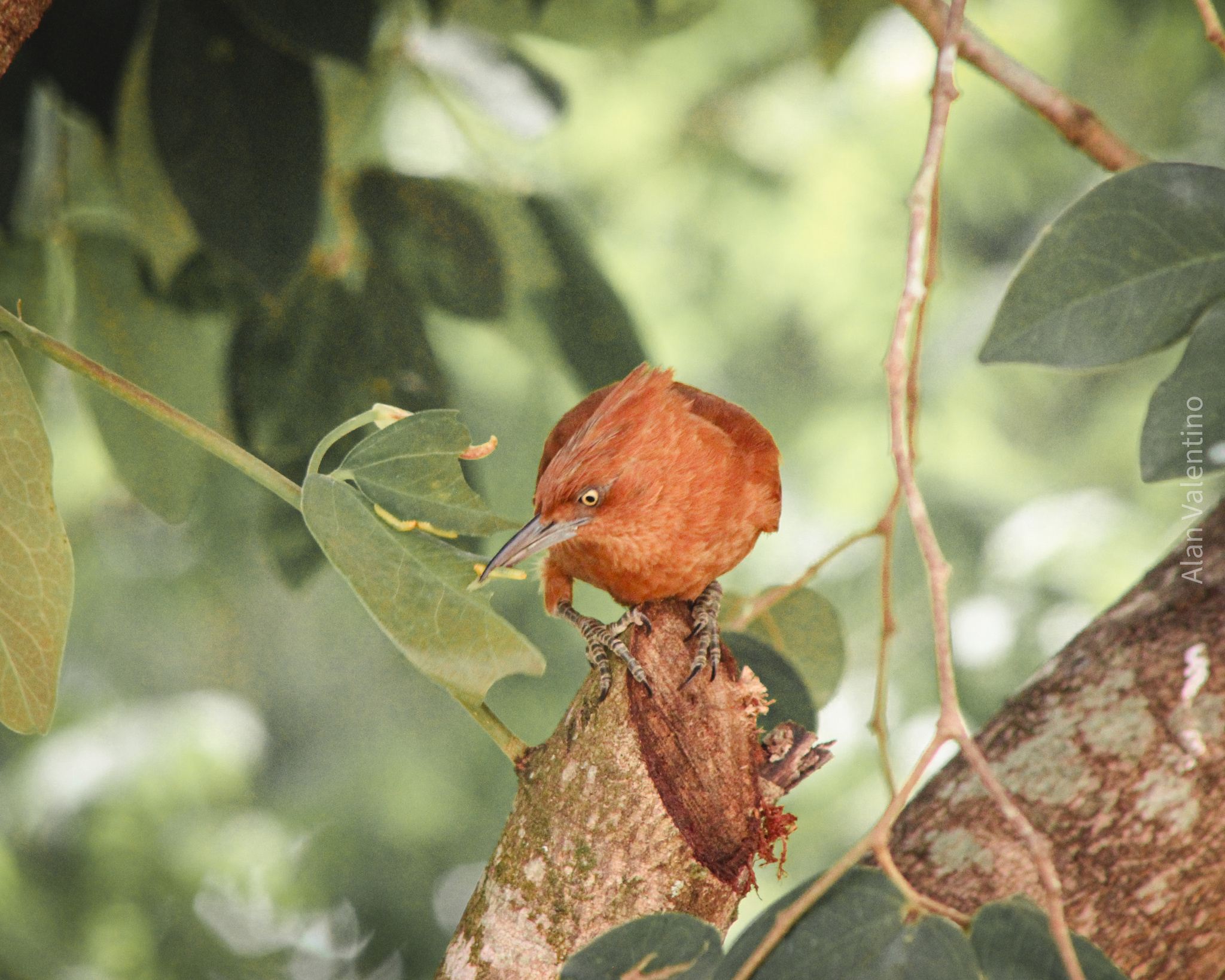 Caatinga Cacholote (Pseudoseisura cristata), photo 8