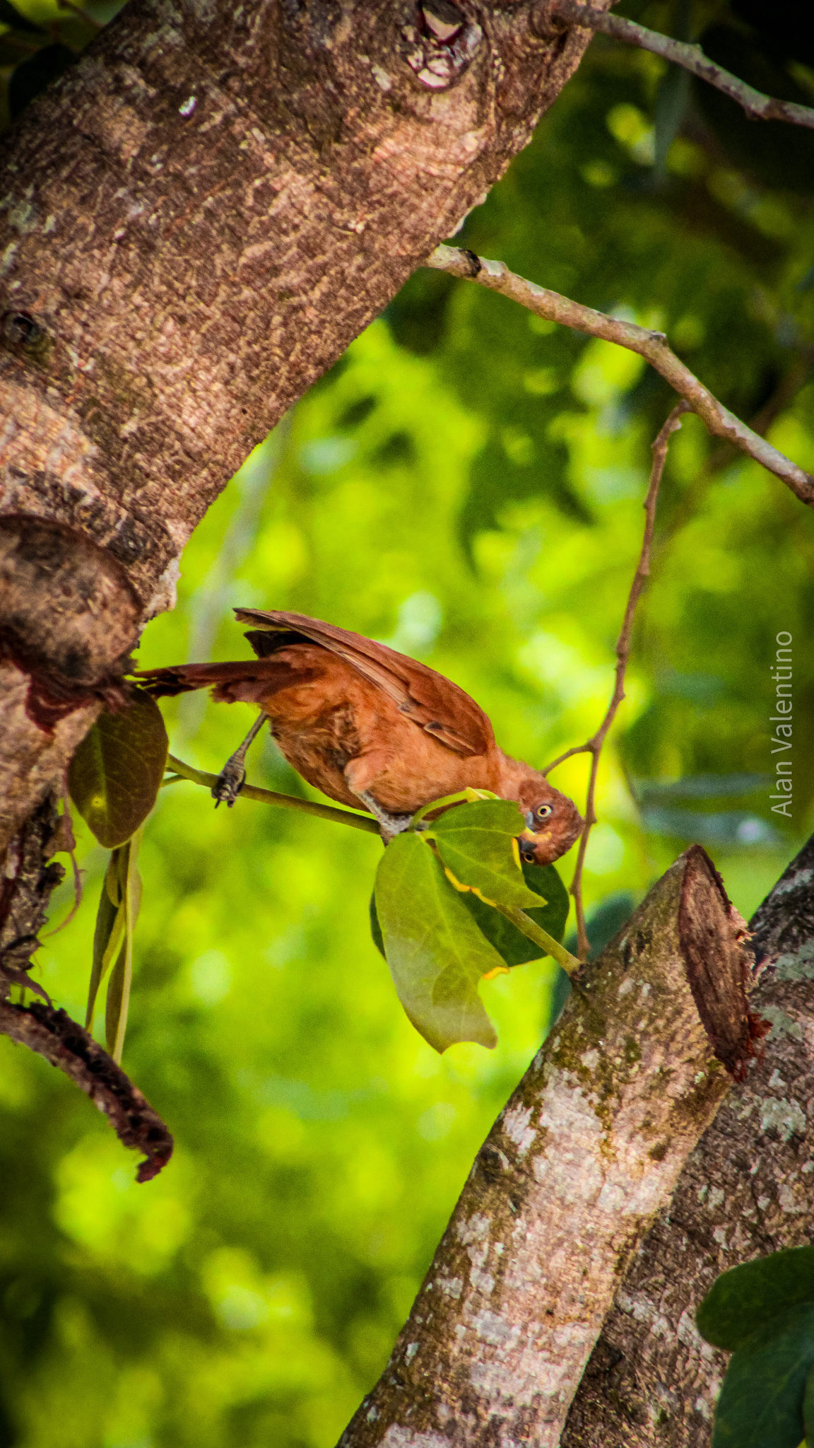 Caatinga Cacholote (Pseudoseisura cristata), photo 9