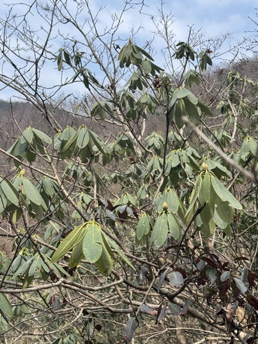 Rhododendron fortunei, 2026-03-15