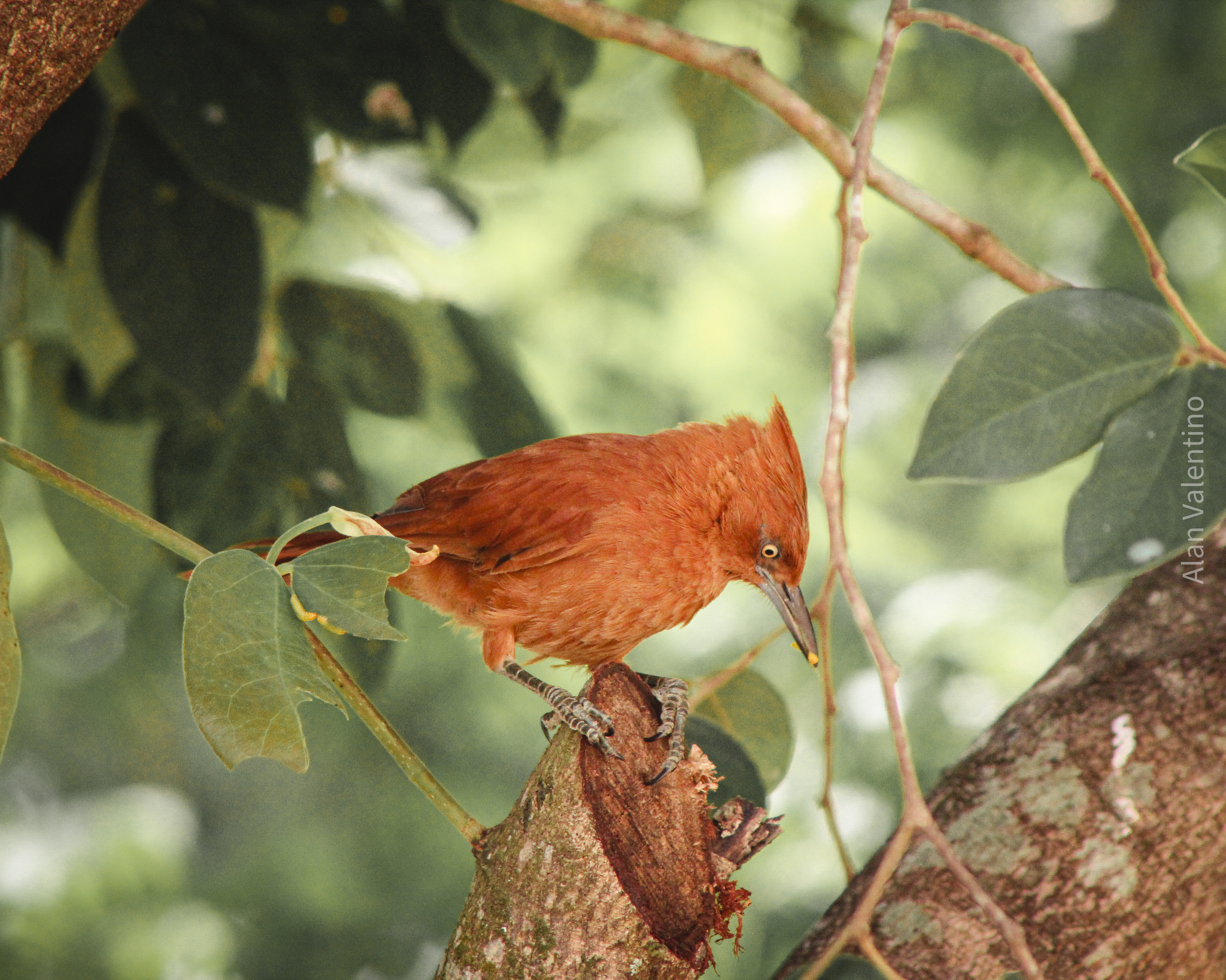 Caatinga Cacholote (Pseudoseisura cristata), photo 10