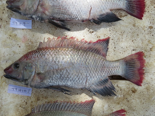 Lake Rukwa tilapia (Oreochromis rukwaensis) — Cichlidae — 5