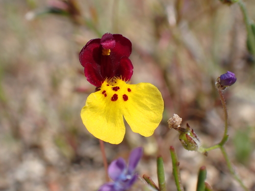 Kelso Creek monkeyflower (Mimulus shevockii)