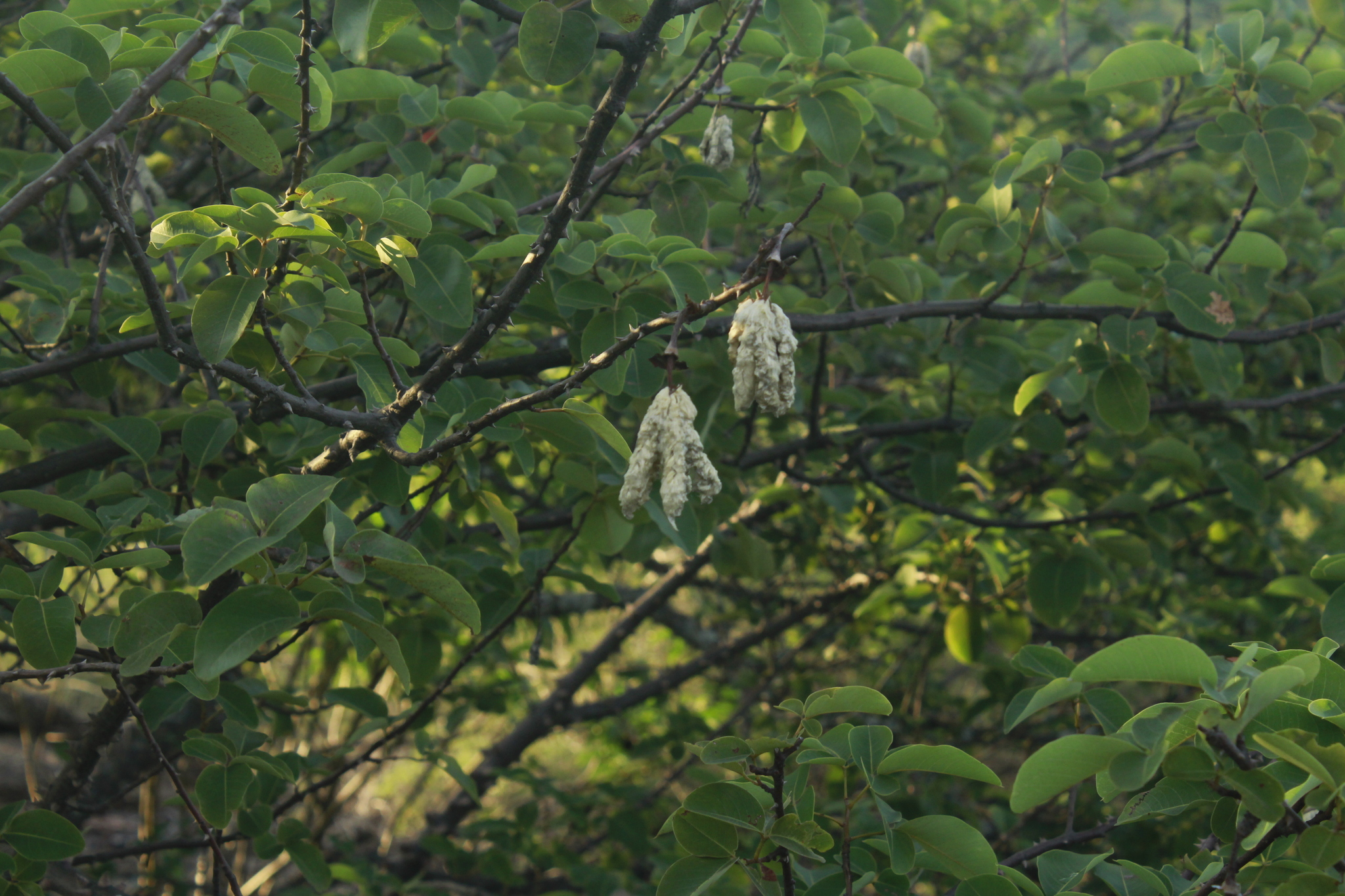 Ceiba jasminodora (A.St.-Hil.) K.Schum.