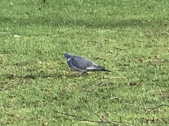 Columba palumbus