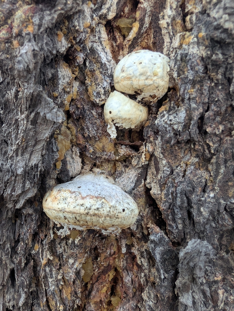 Cryptoporus volvatus · March 2026 · photo: © simonele (iNaturalist, cc-by)