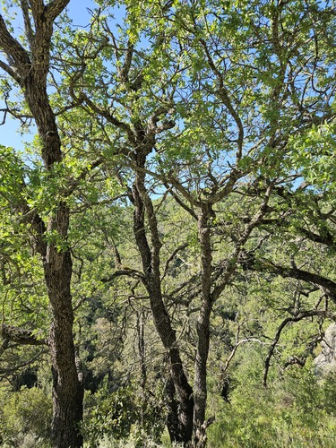 Blue oak