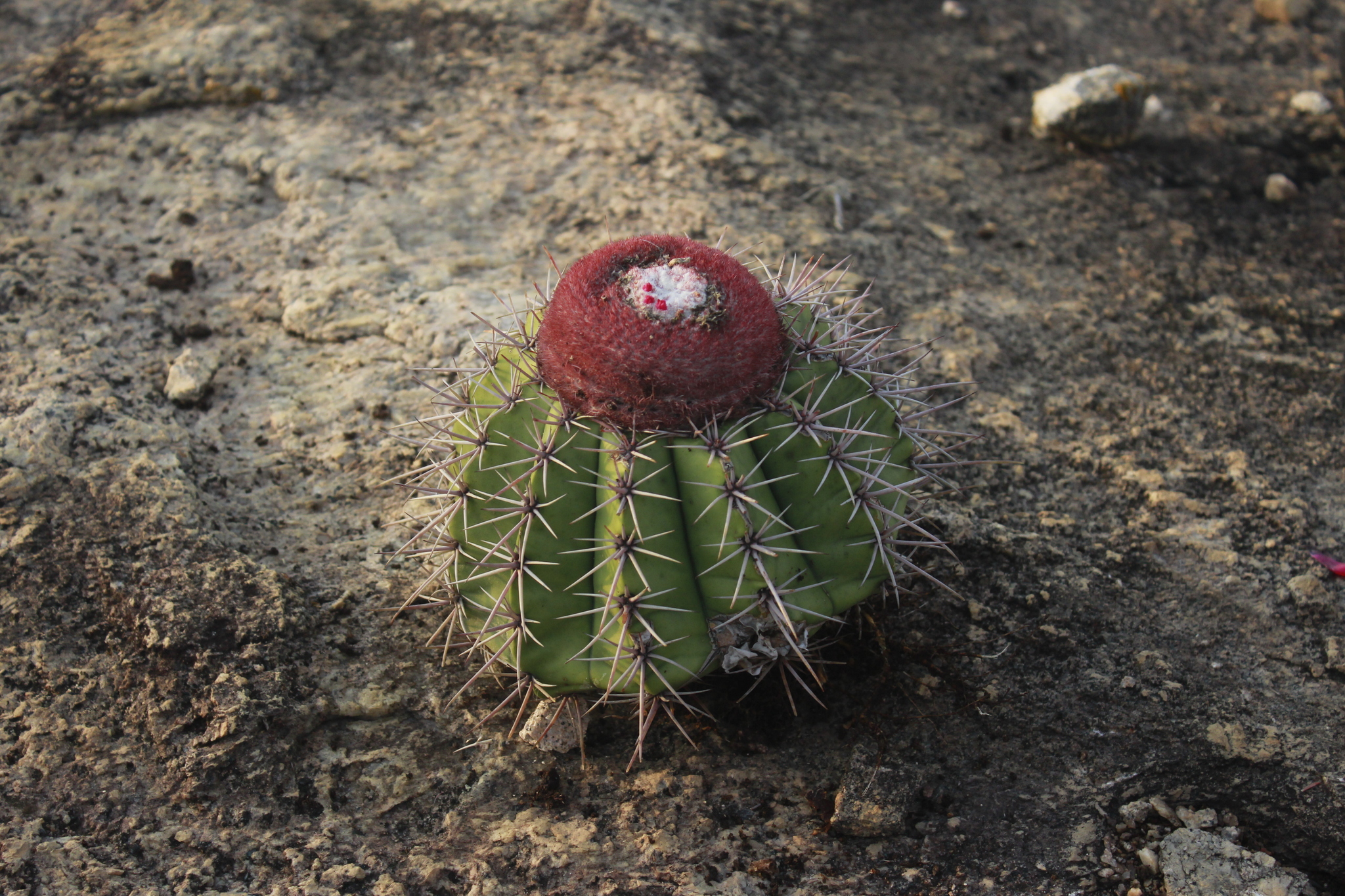 Cabeca De Frade (Melocactus bahiensis)