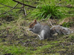 Sciurus carolinensis