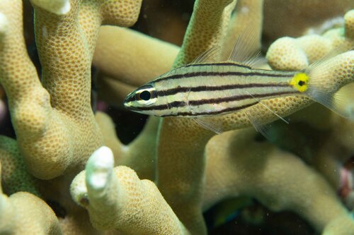 Cheilodipterus isostigmus observed 2023-04-15