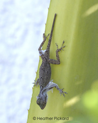 Anolis distichus