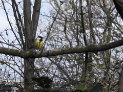 Parus major