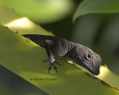 Anolis