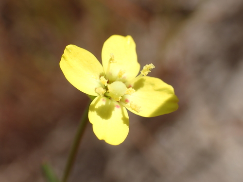 Kern River evening-primrose (Camissonia integrifolia)