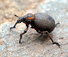 Brachycerus labrusca